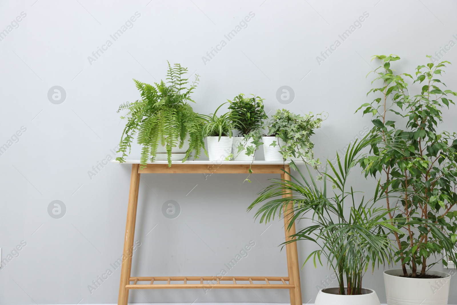 Green potted houseplants and storage bench near light grey wall indoors Photo of Green potted houseplants and storage bench near light grey wall indoors