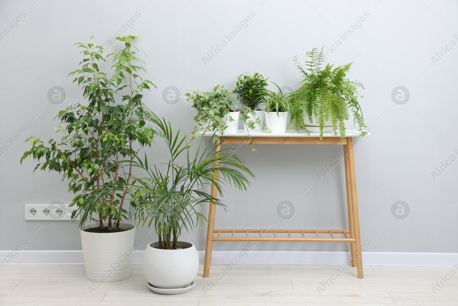 Green potted houseplants and storage bench near light grey wall indoors Photo of Green potted houseplants and storage bench near light grey wall indoors
