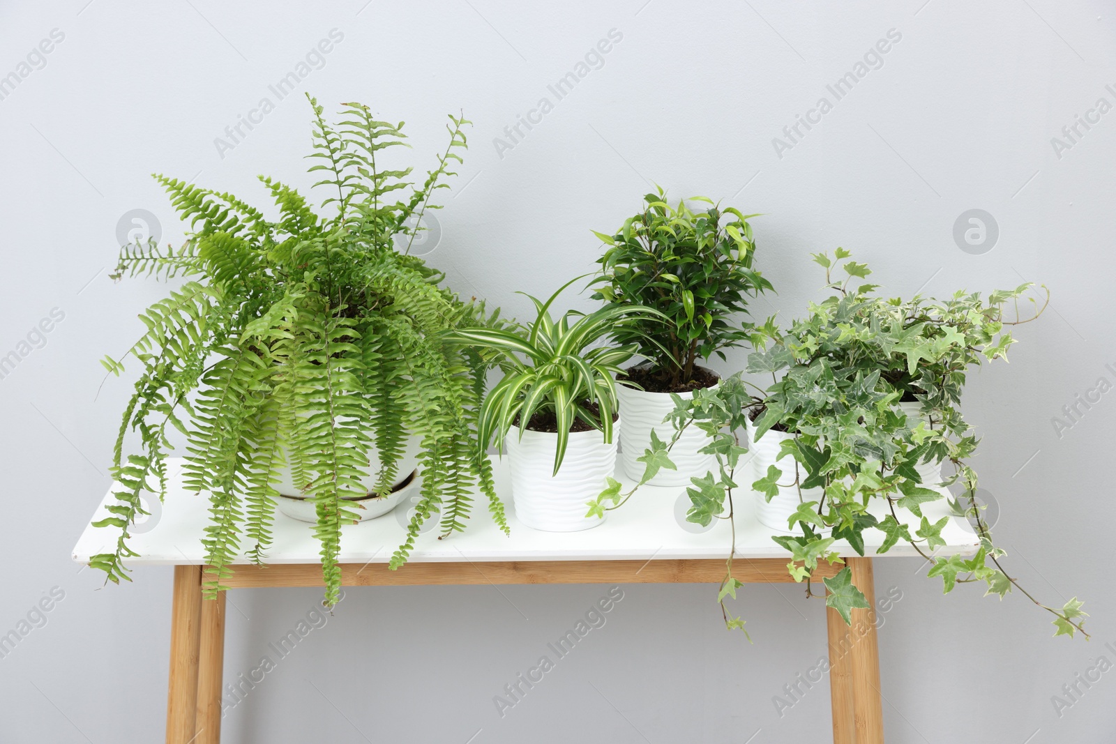 Green potted houseplants on table near light grey wall indoors Photo of Green potted houseplants on table near light grey wall indoors