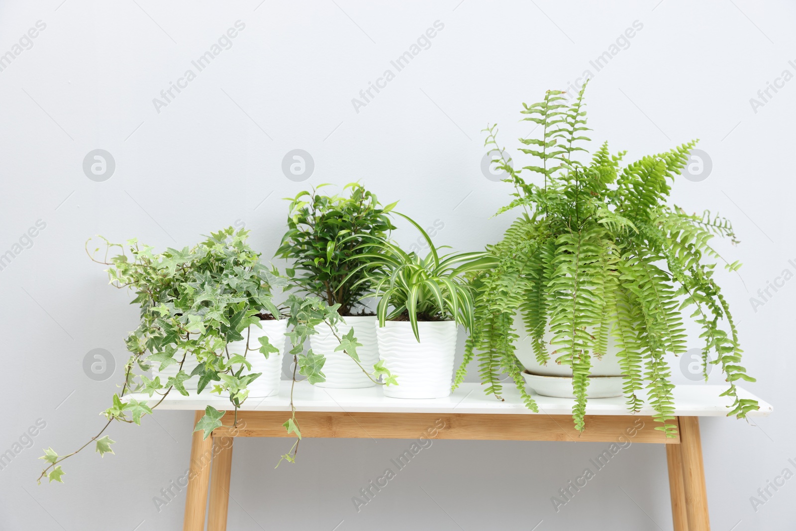 Green potted houseplants on table near light grey wall indoors Photo of Green potted houseplants on table near light grey wall indoors