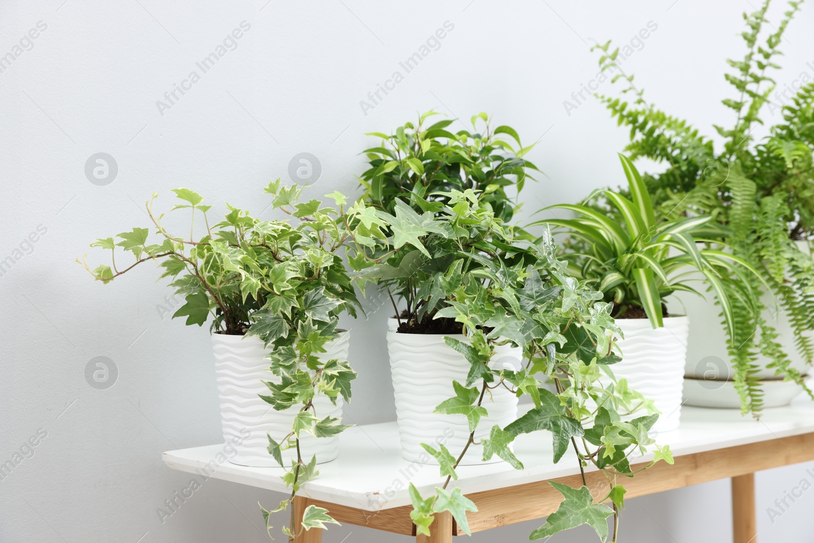 Green potted houseplants on table near light grey wall indoors Photo of Green potted houseplants on table near light grey wall indoors