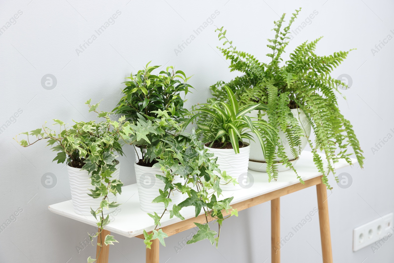 Green potted houseplants on table near light grey wall indoors Photo of Green potted houseplants on table near light grey wall indoors