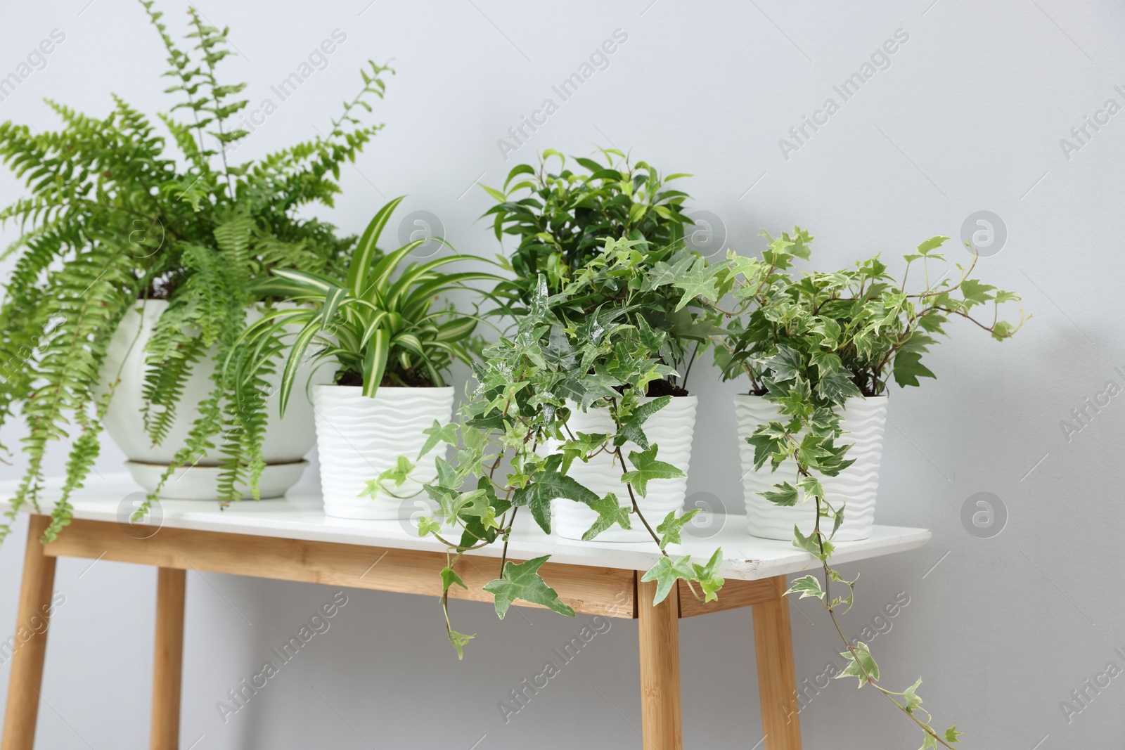 Green potted houseplants on table near light grey wall indoors Photo of Green potted houseplants on table near light grey wall indoors