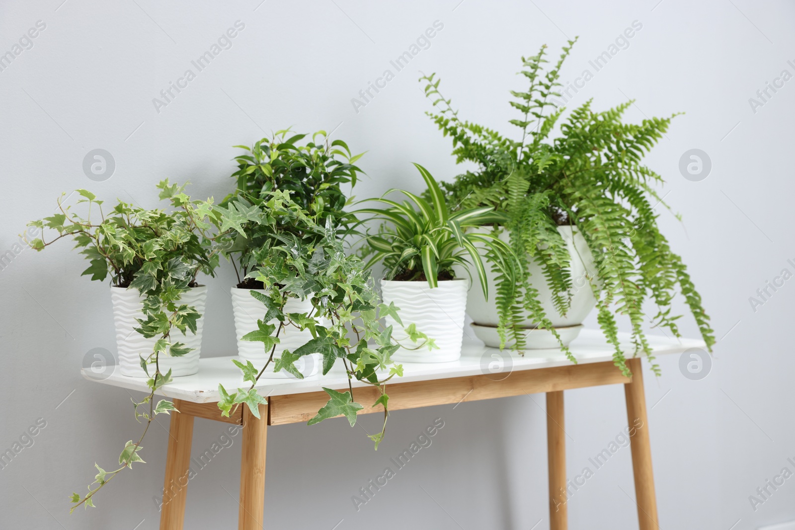 Green potted houseplants on table near light grey wall indoors Photo of Green potted houseplants on table near light grey wall indoors