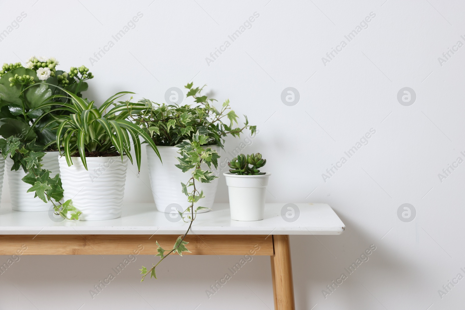 Green potted houseplants on table near white wall indoors Photo of Green potted houseplants on table near white wall indoors