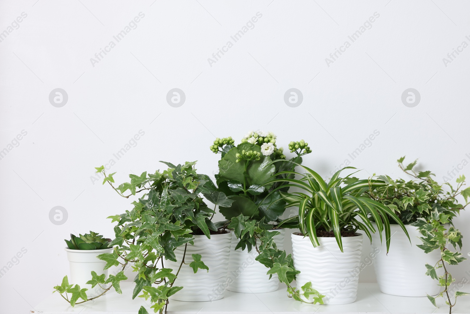 Green potted houseplants on table near white wall indoors Photo of Green potted houseplants on table near white wall indoors