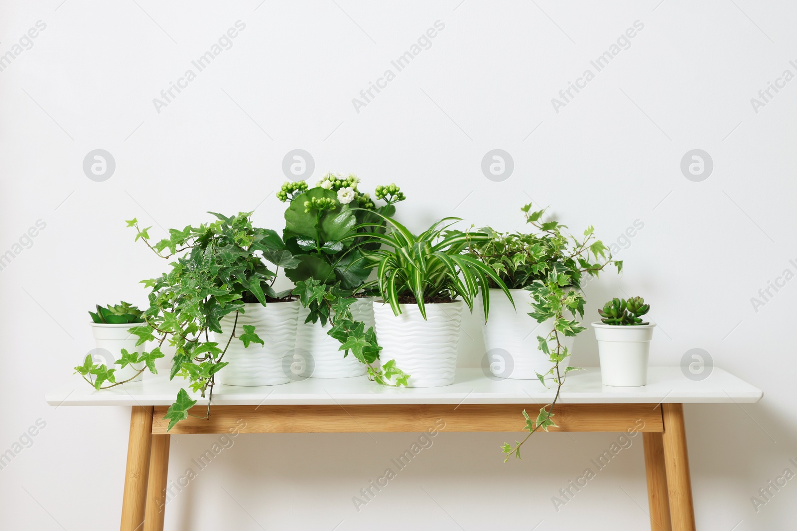 Green potted houseplants on table near white wall indoors Photo of Green potted houseplants on table near white wall indoors