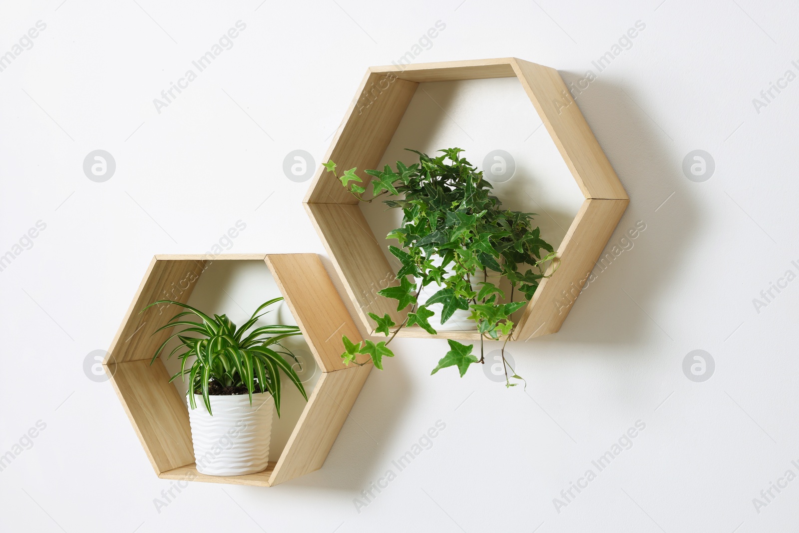 Wooden shelves with green potted houseplants on white wall indoors Photo of Wooden shelves with green potted houseplants on white wall indoors
