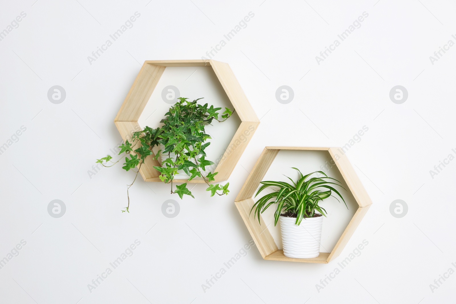 Wooden shelves with green potted houseplants on white wall indoors Photo of Wooden shelves with green potted houseplants on white wall indoors