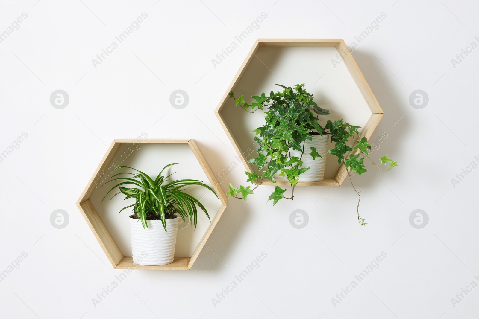 Wooden shelves with green potted houseplants on white wall indoors Photo of Wooden shelves with green potted houseplants on white wall indoors