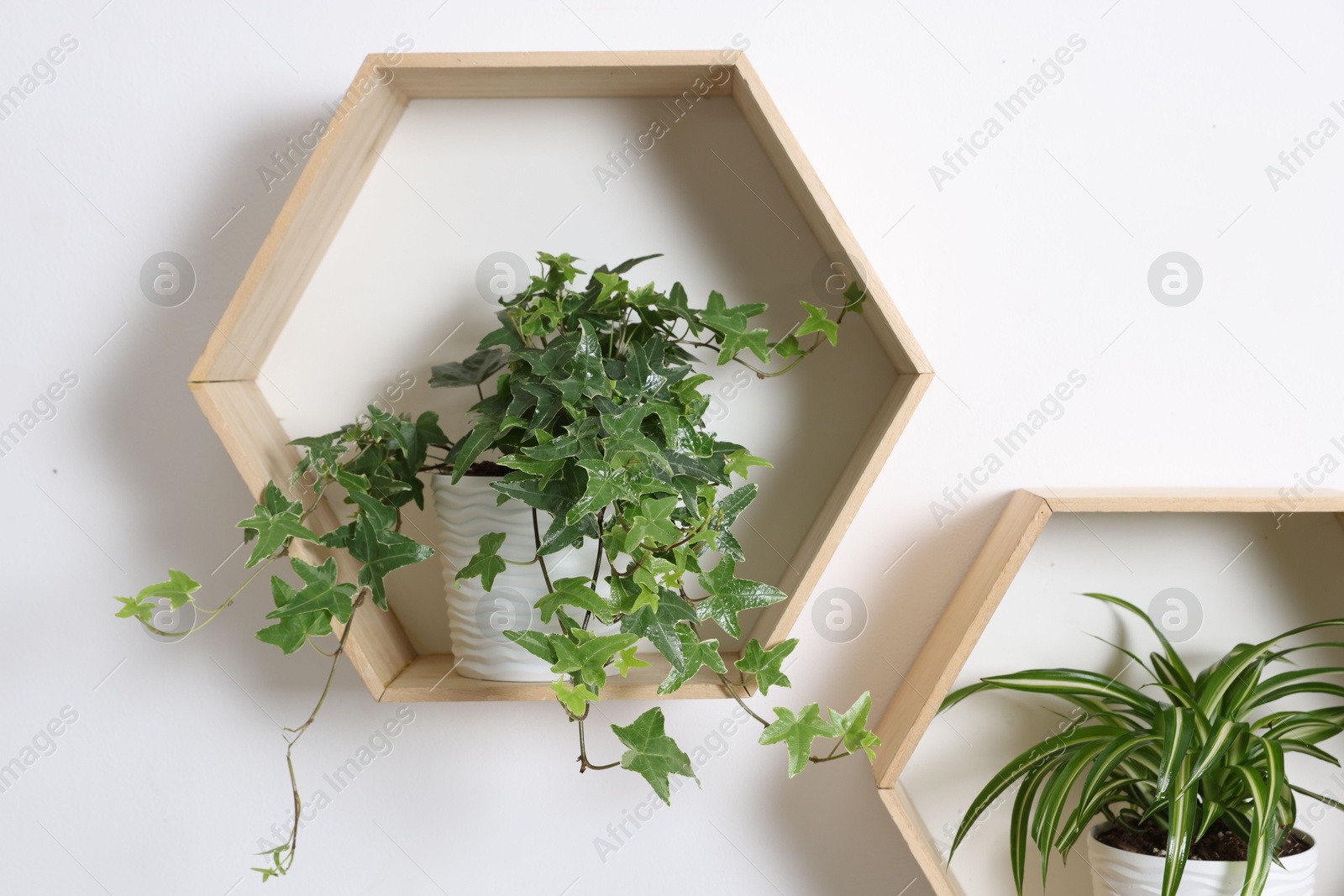 Wooden shelves with green potted houseplants on white wall indoors Photo of Wooden shelves with green potted houseplants on white wall indoors