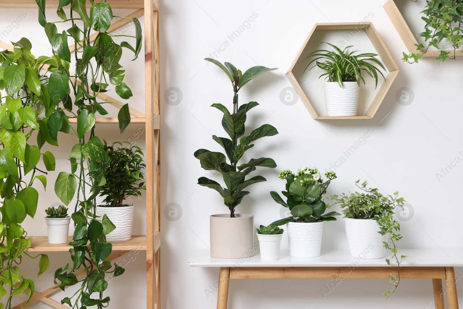Green potted houseplants and furniture near white wall indoors Photo of Green potted houseplants and furniture near white wall indoors