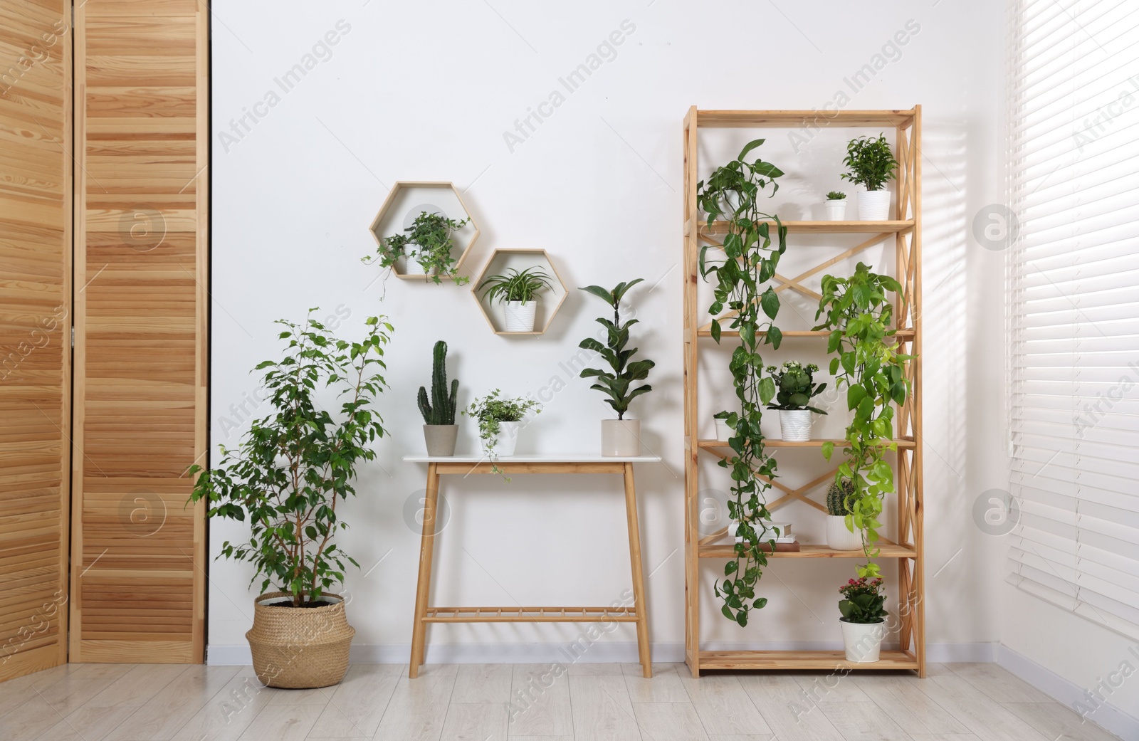 Green potted houseplants and furniture near white wall indoors Photo of Green potted houseplants and furniture near white wall indoors