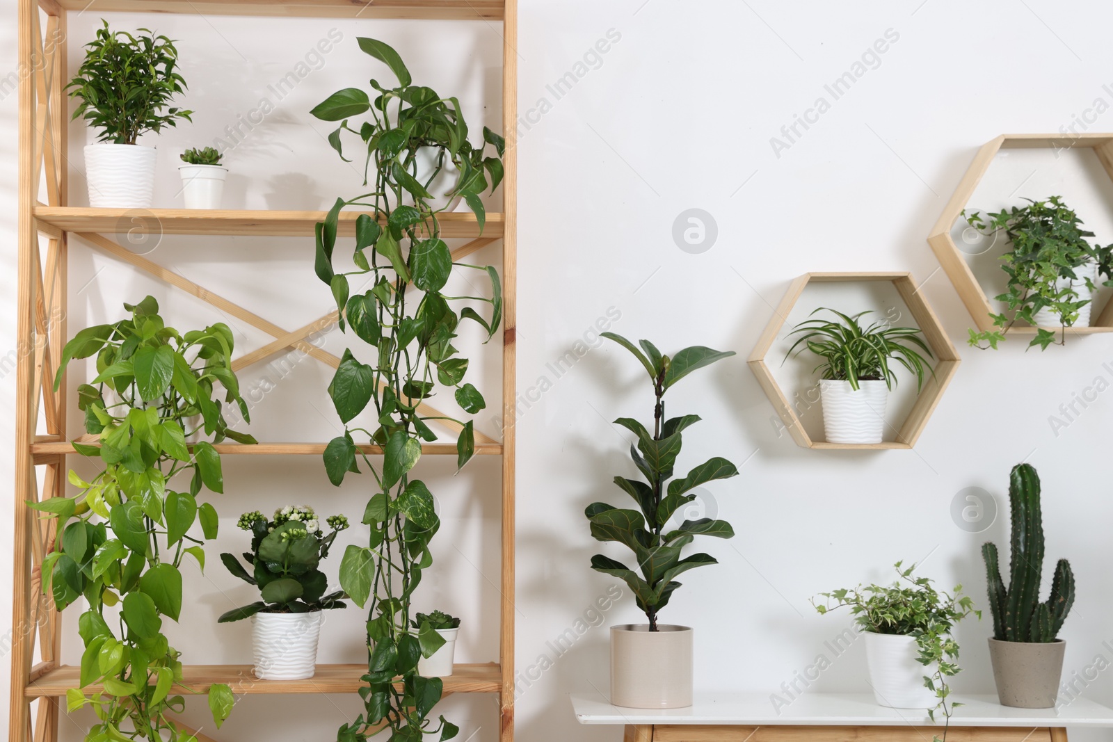 Green potted houseplants and furniture near white wall indoors Photo of Green potted houseplants and furniture near white wall indoors