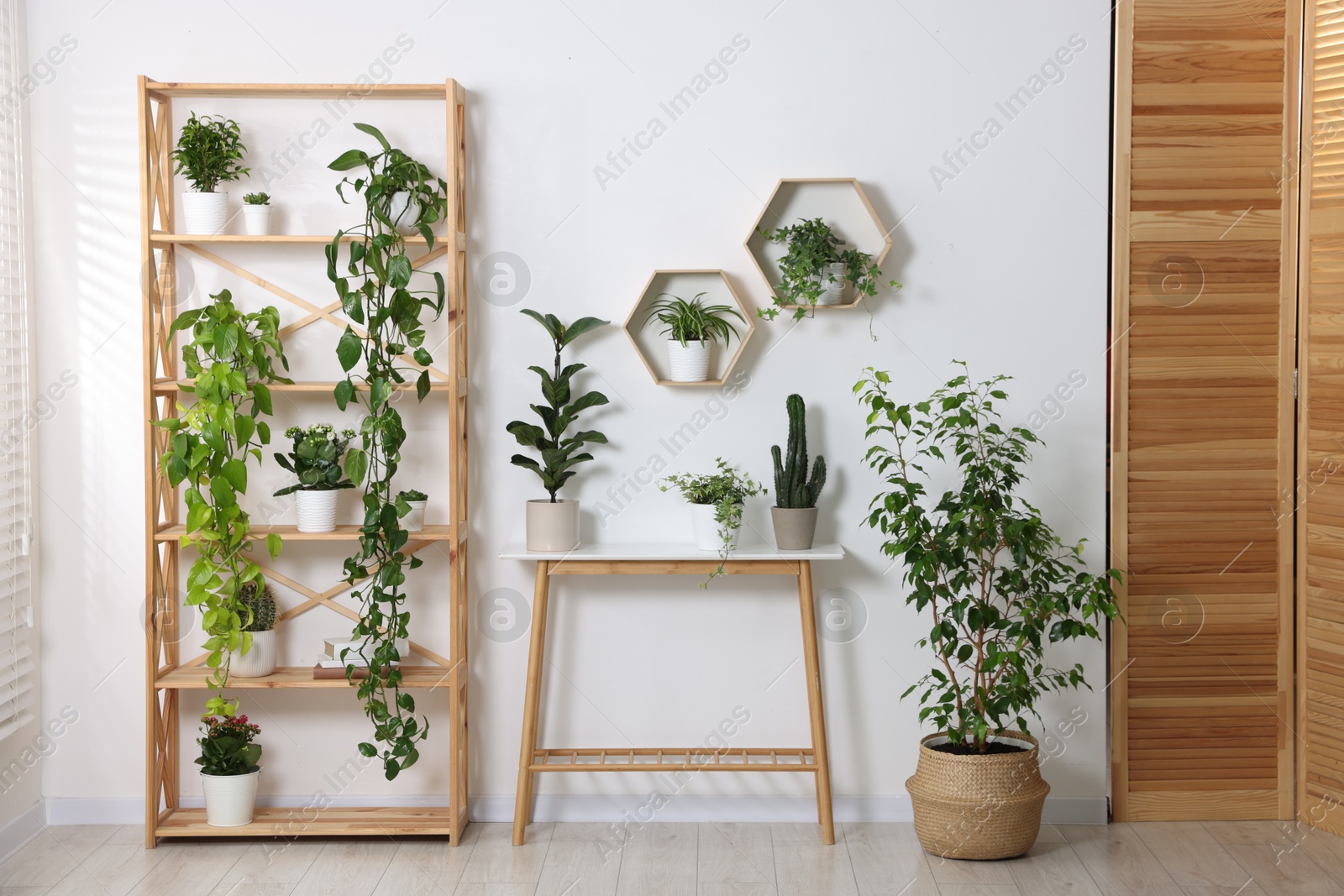 Green potted houseplants and furniture near white wall indoors Photo of Green potted houseplants and furniture near white wall indoors