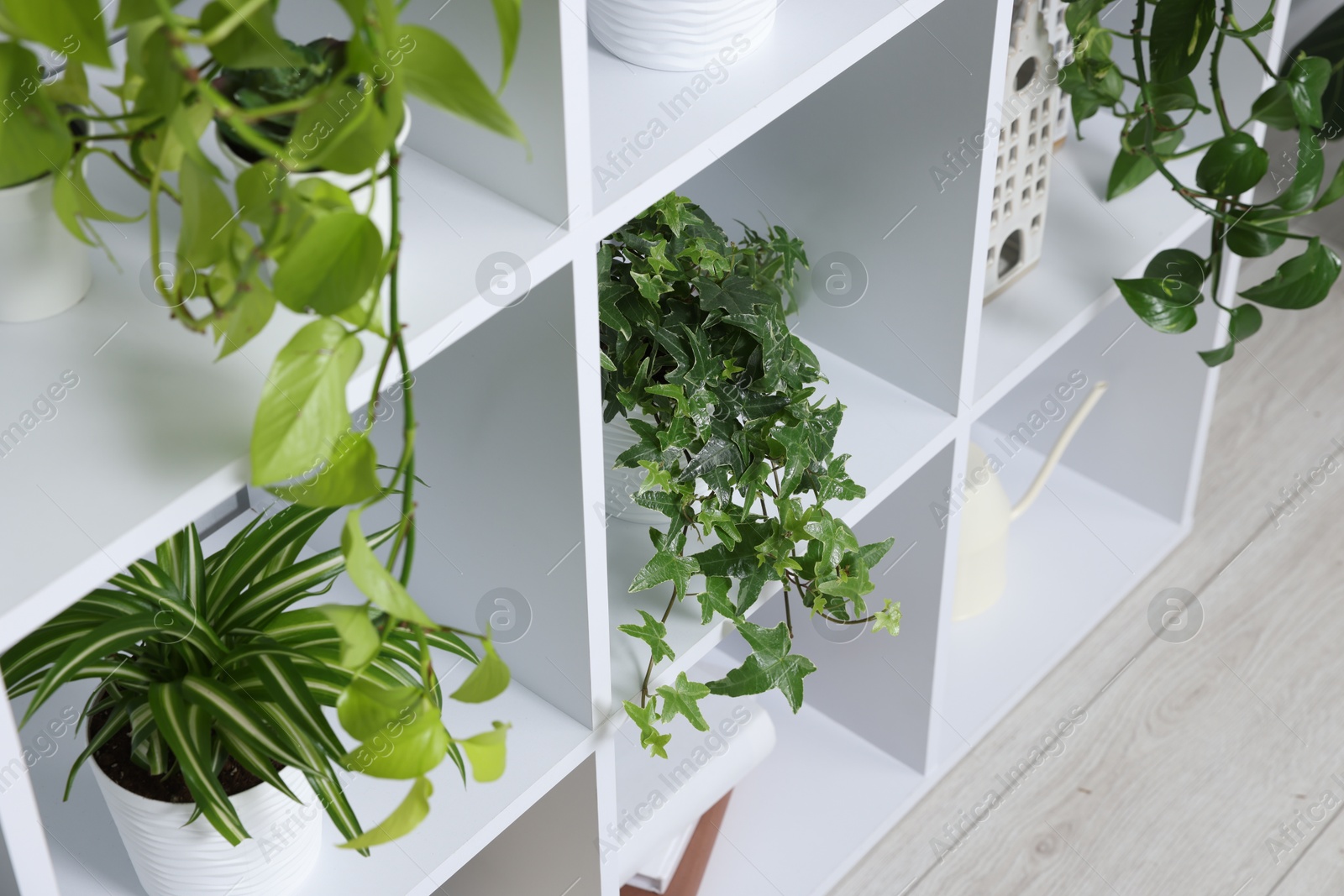 Green potted houseplants on shelves indoors, closeup Photo of Green potted houseplants on shelves indoors, closeup