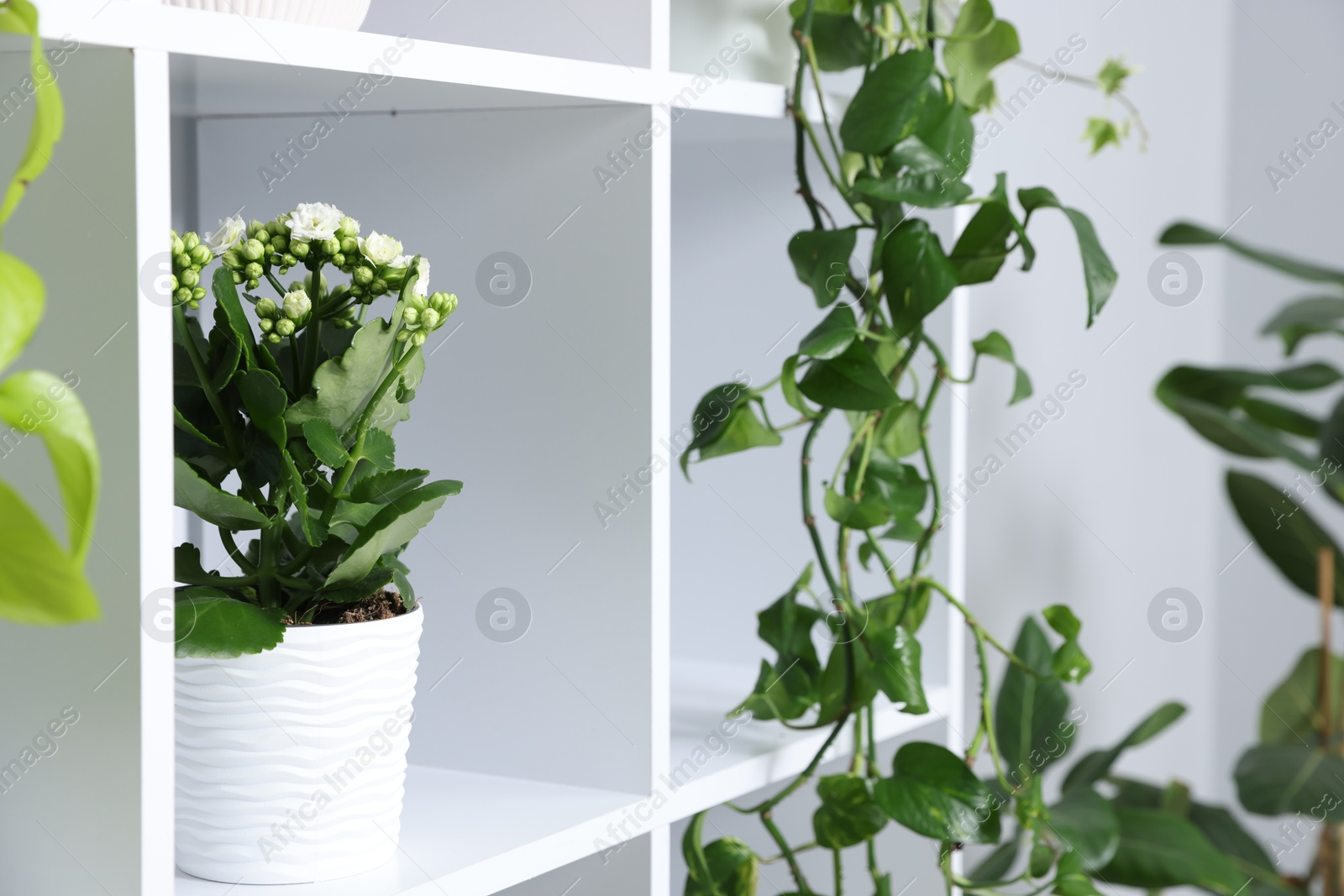 Green potted houseplants on shelves indoors, closeup Photo of Green potted houseplants on shelves indoors, closeup
