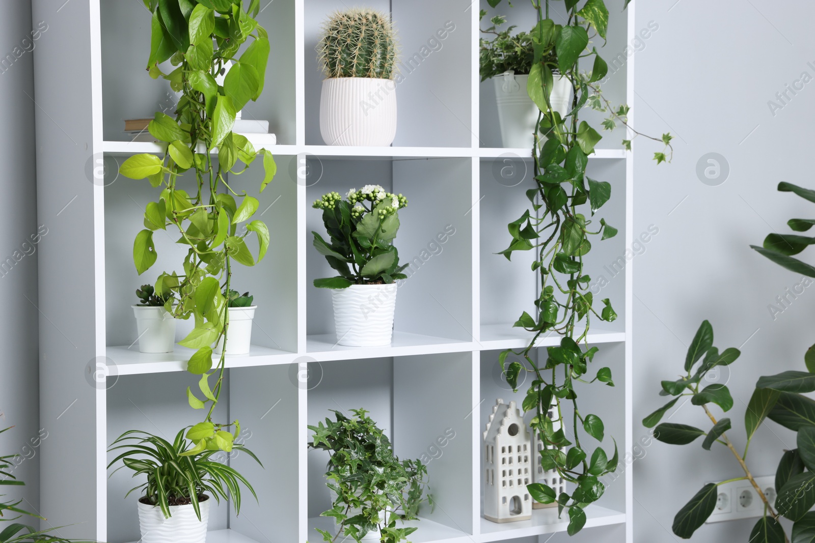 Green potted houseplants on shelves near light grey wall indoors Photo of Green potted houseplants on shelves near light grey wall indoors