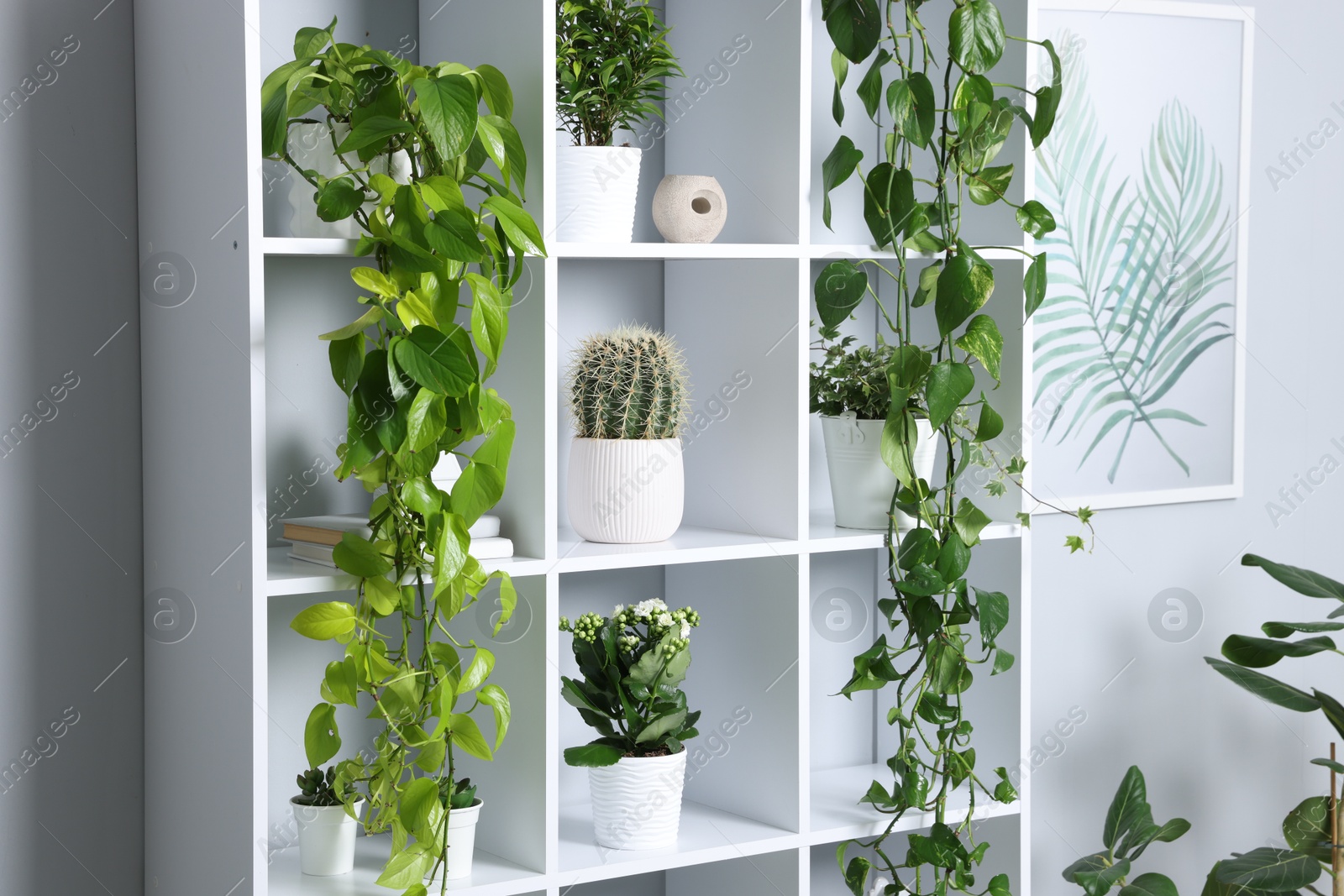 Green potted houseplants on shelves near light grey wall indoors Photo of Green potted houseplants on shelves near light grey wall indoors