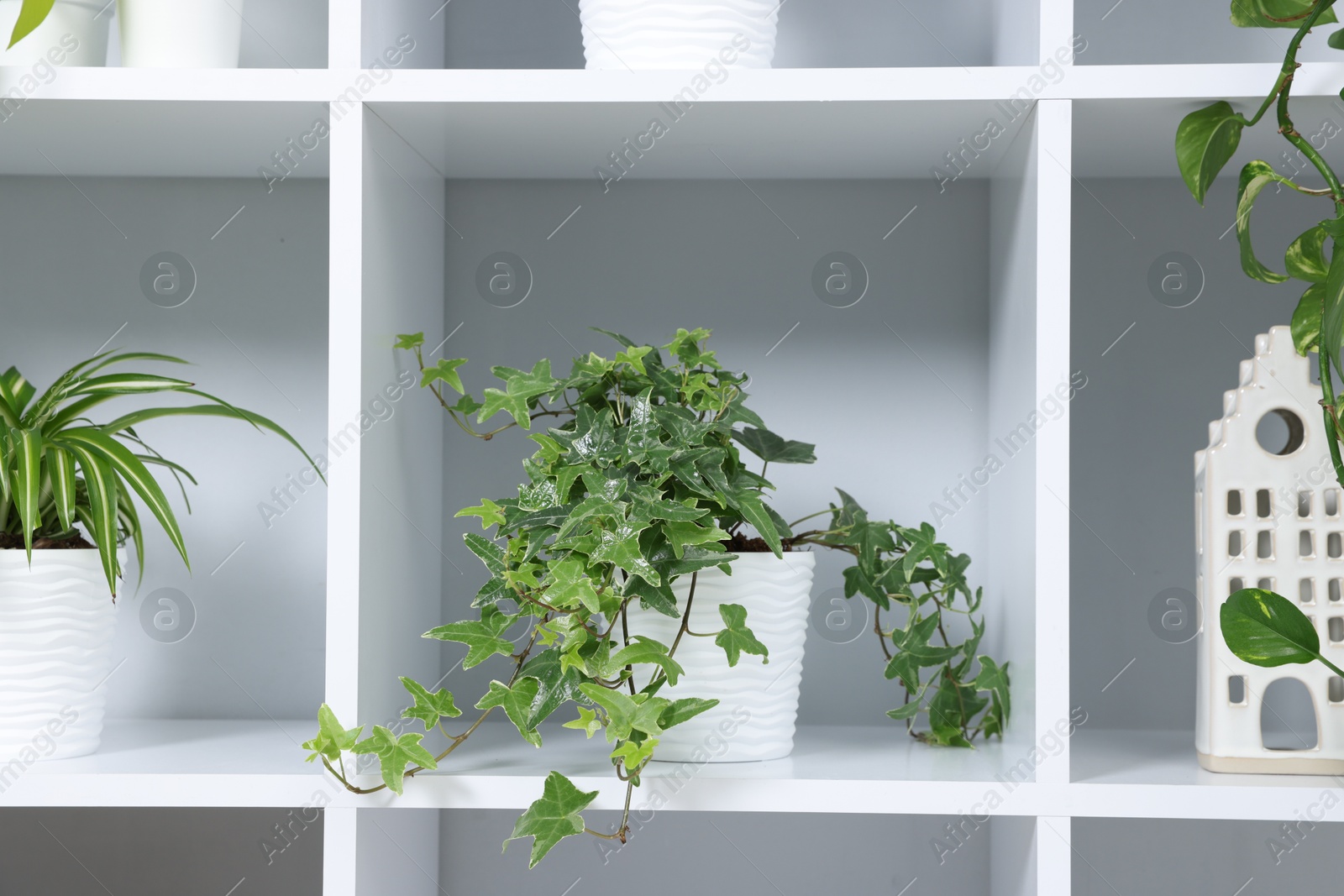 Green potted houseplants and decor on shelves near light grey wall indoors, closeup Photo of Green potted houseplants and decor on shelves near light grey wall indoors, closeup