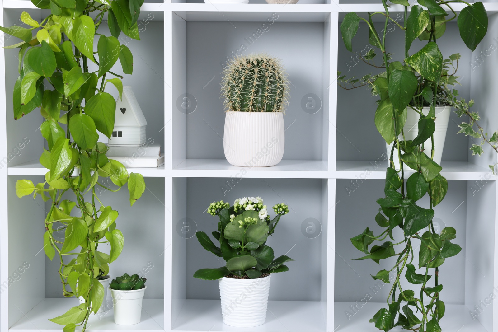 Green potted houseplants and decor on shelves near light grey wall indoors Photo of Green potted houseplants and decor on shelves near light grey wall indoors