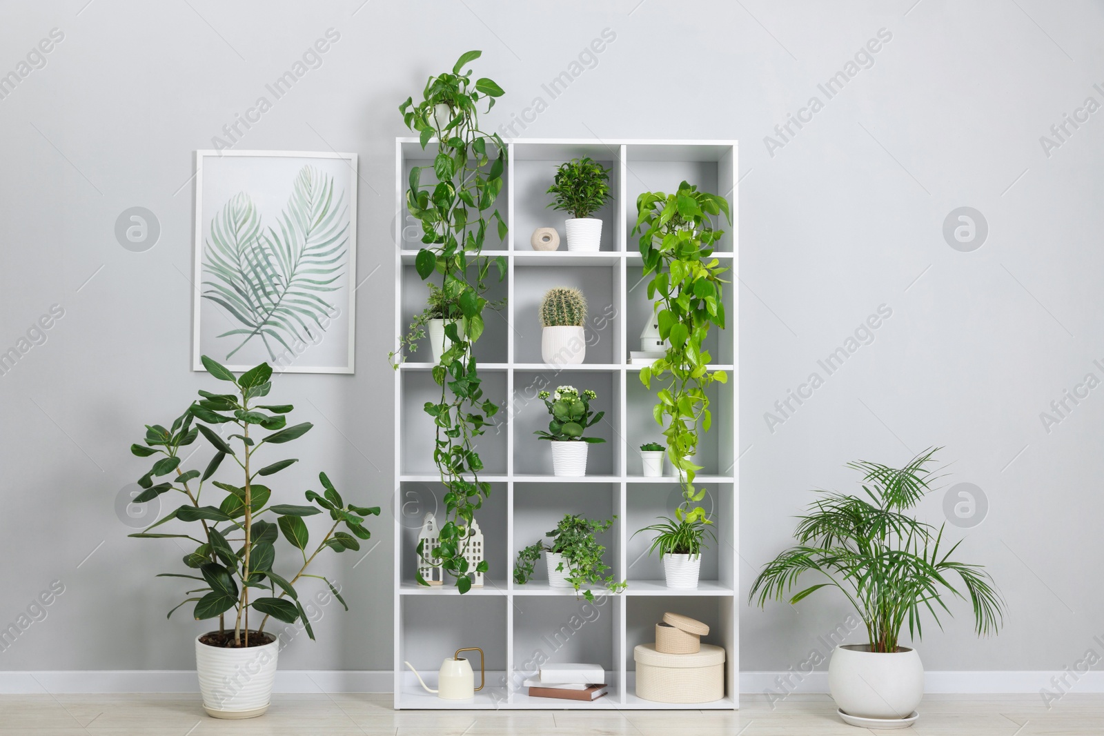 Green potted houseplants and decor on shelves near light grey wall indoors Photo of Green potted houseplants and decor on shelves near light grey wall indoors