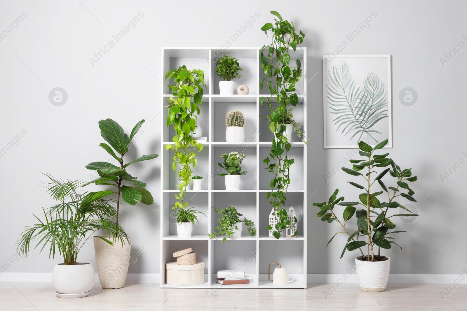 Green potted houseplants on shelves near light grey wall indoors Photo of Green potted houseplants on shelves near light grey wall indoors