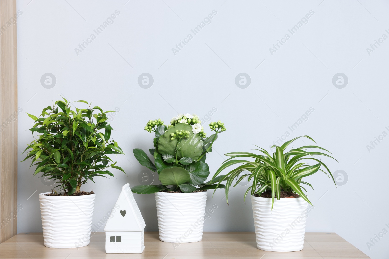 Green potted houseplants and decor on wooden table near light grey wall indoors Photo of Green potted houseplants and decor on wooden table near light grey wall indoors