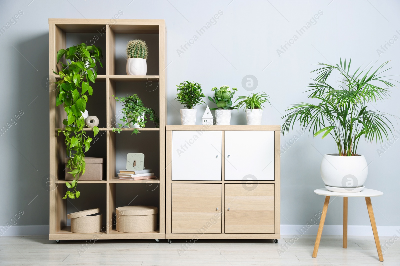 Green potted houseplants and furniture near light grey wall indoors Photo of Green potted houseplants and furniture near light grey wall indoors