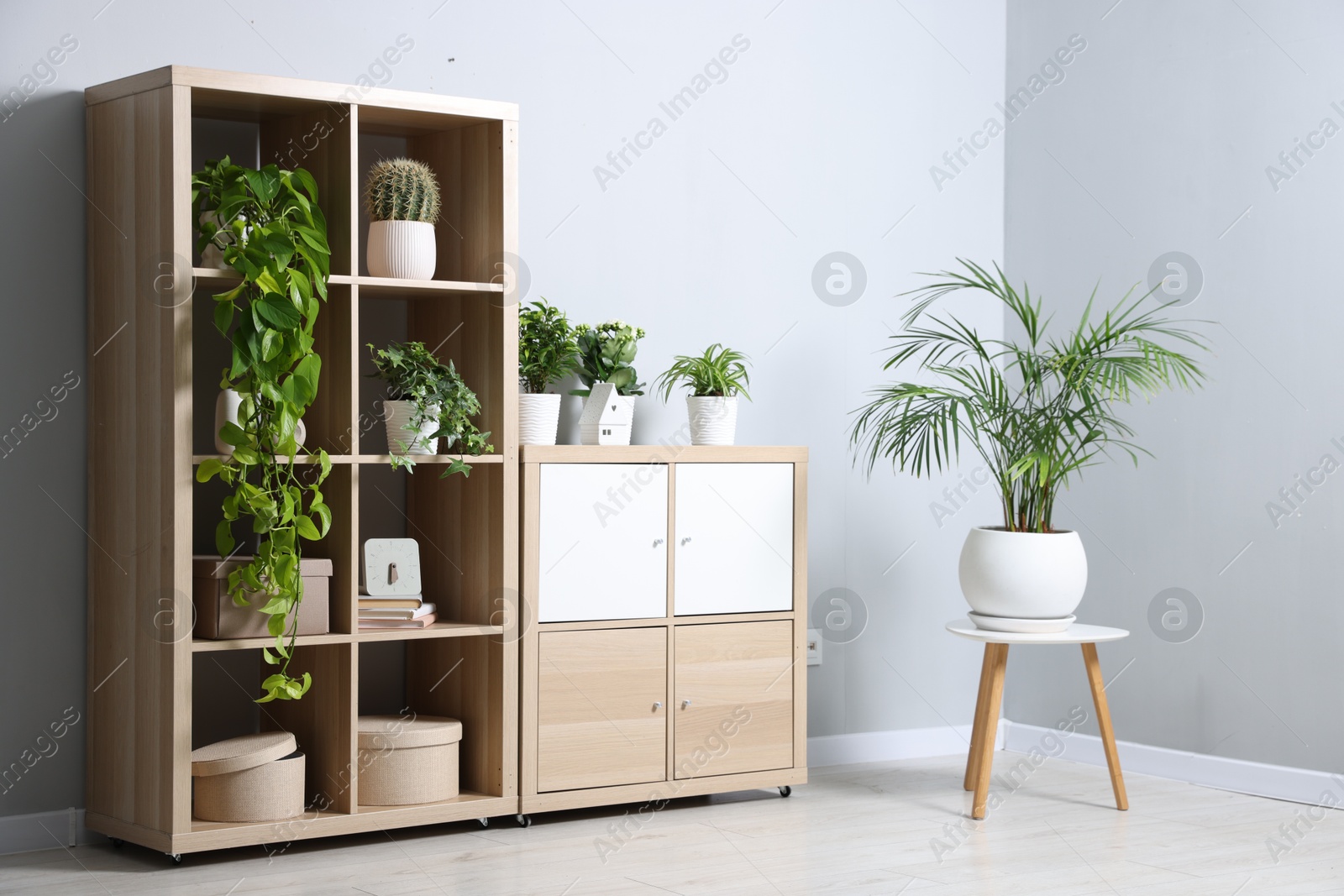 Green potted houseplants and furniture near light grey wall indoors Photo of Green potted houseplants and furniture near light grey wall indoors