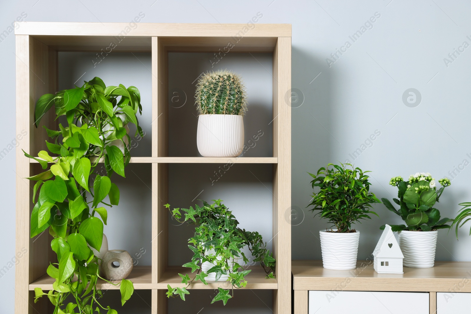 Green potted houseplants on shelves near light grey wall indoors Photo of Green potted houseplants on shelves near light grey wall indoors