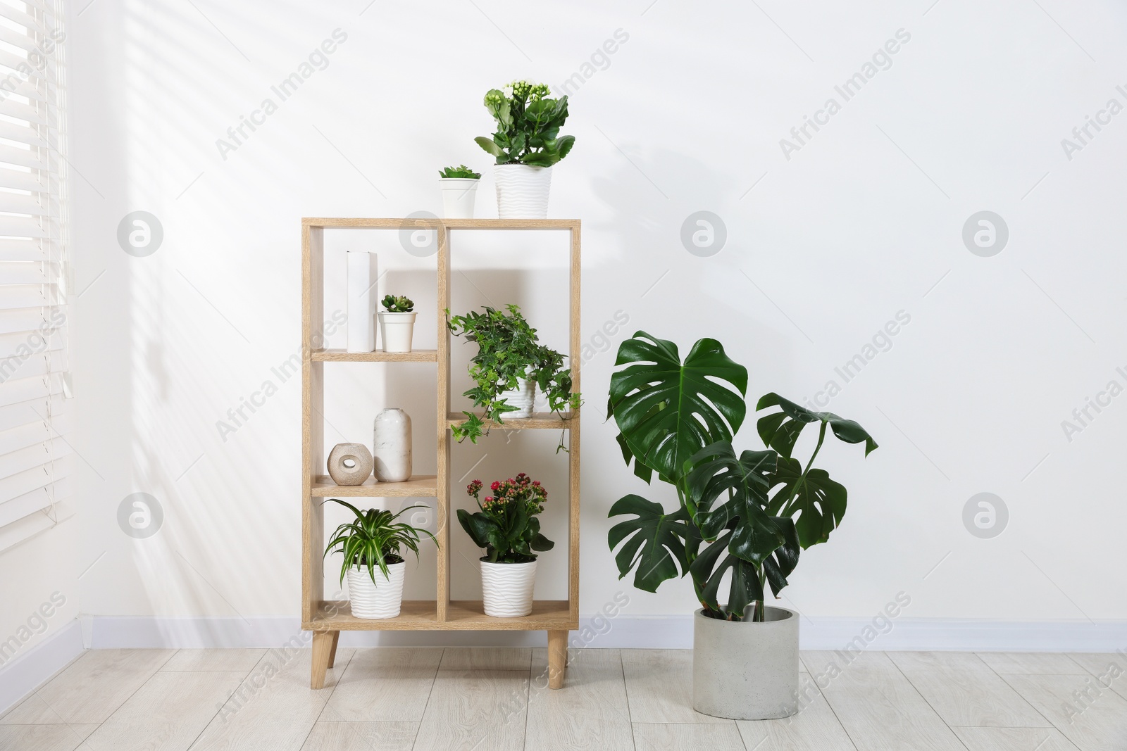 Green potted houseplants and shelving unit near white wall indoors Photo of Green potted houseplants and shelving unit near white wall indoors