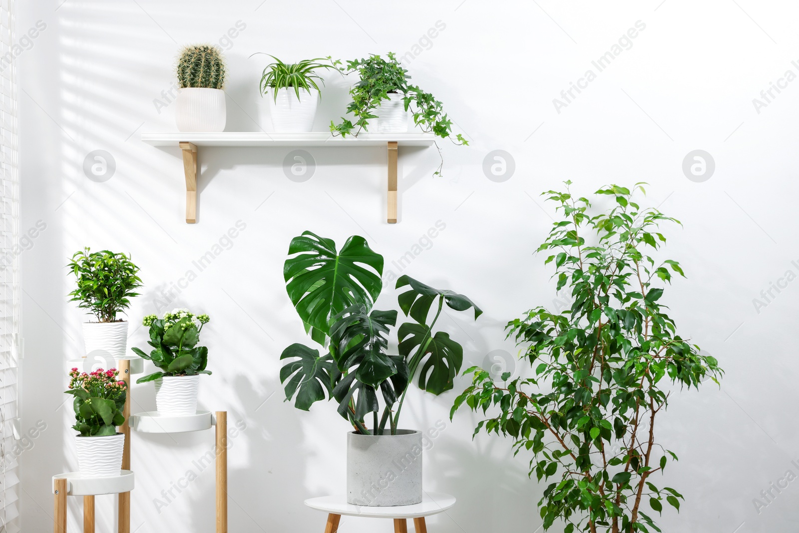 Different green potted houseplants near white wall indoors Photo of Different green potted houseplants near white wall indoors