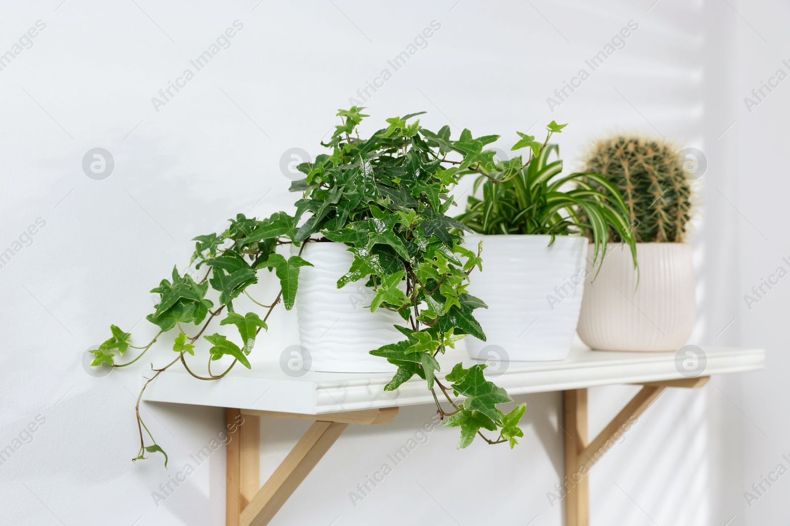 Shelf with green potted houseplants on white wall indoors Photo of Shelf with green potted houseplants on white wall indoors