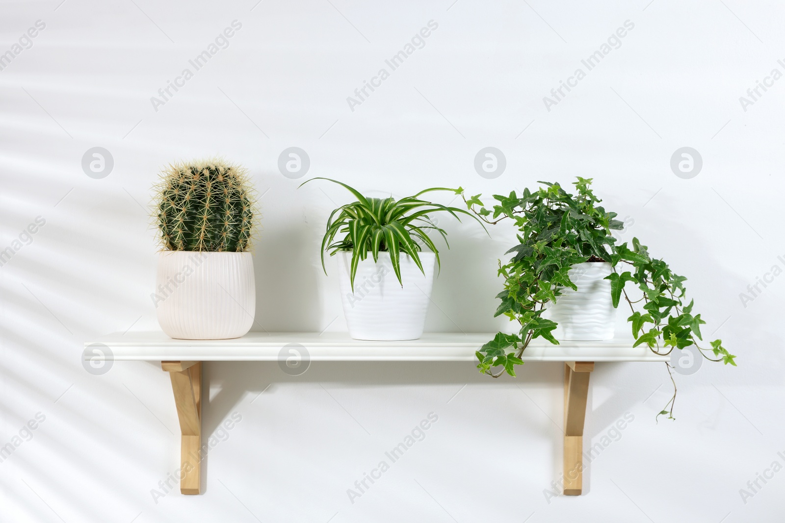 Shelf with green potted houseplants on white wall indoors Photo of Shelf with green potted houseplants on white wall indoors