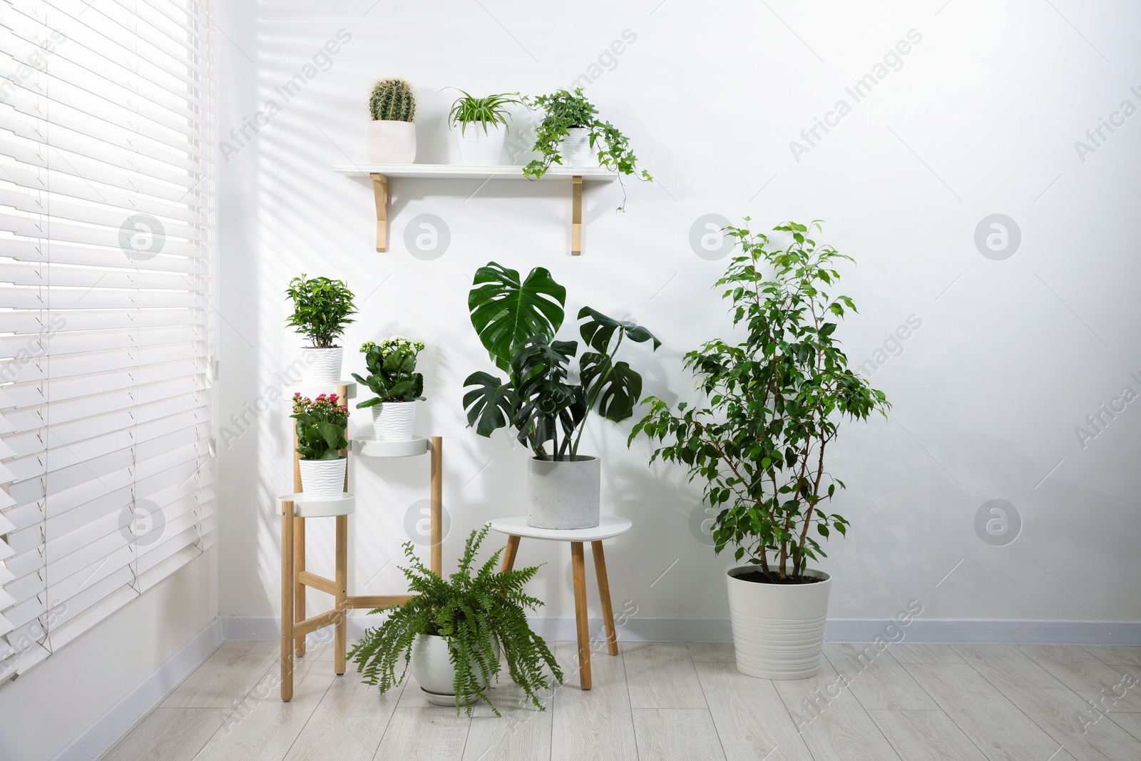 Green potted houseplants near window at home Photo of Green potted houseplants near window at home