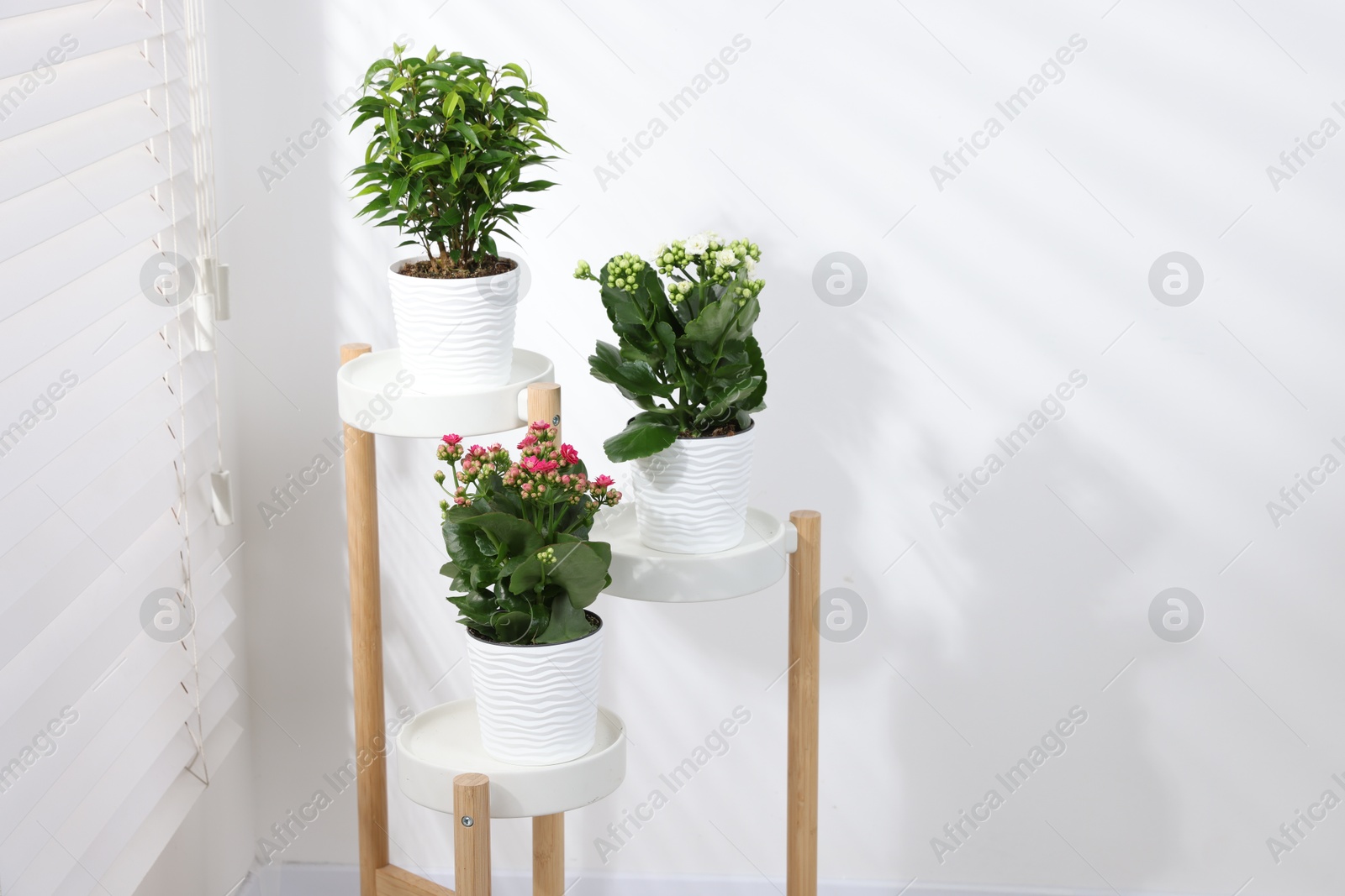 Green potted houseplants on stand near window indoors, space for text Photo of Green potted houseplants on stand near window indoors, space for text
