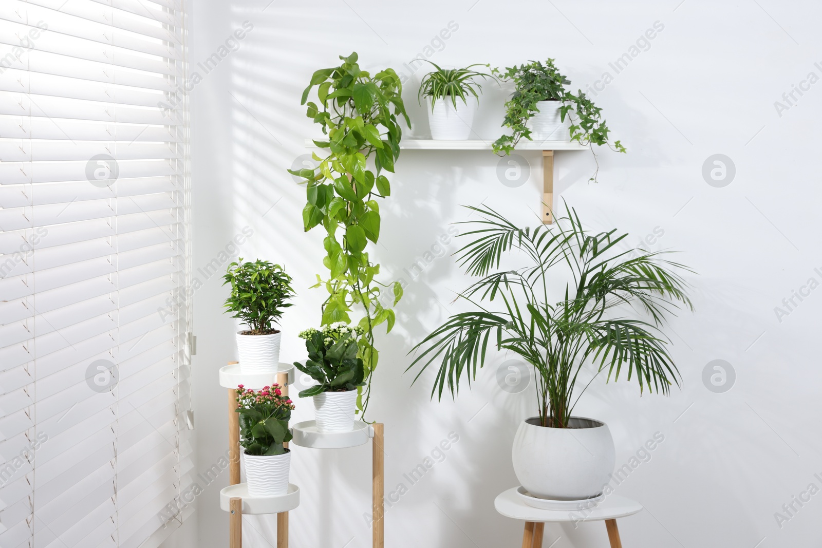 Green potted houseplants near window at home Photo of Green potted houseplants near window at home