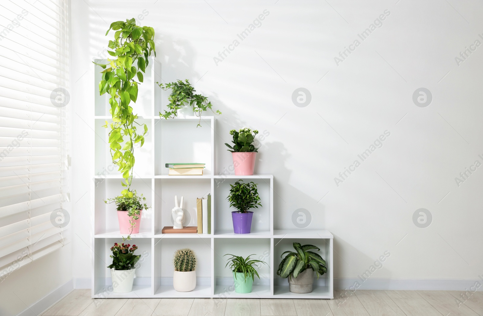 Green potted houseplants and decor on shelves near white wall indoors, space for text Photo of Green potted houseplants and decor on shelves near white wall indoors, space for text