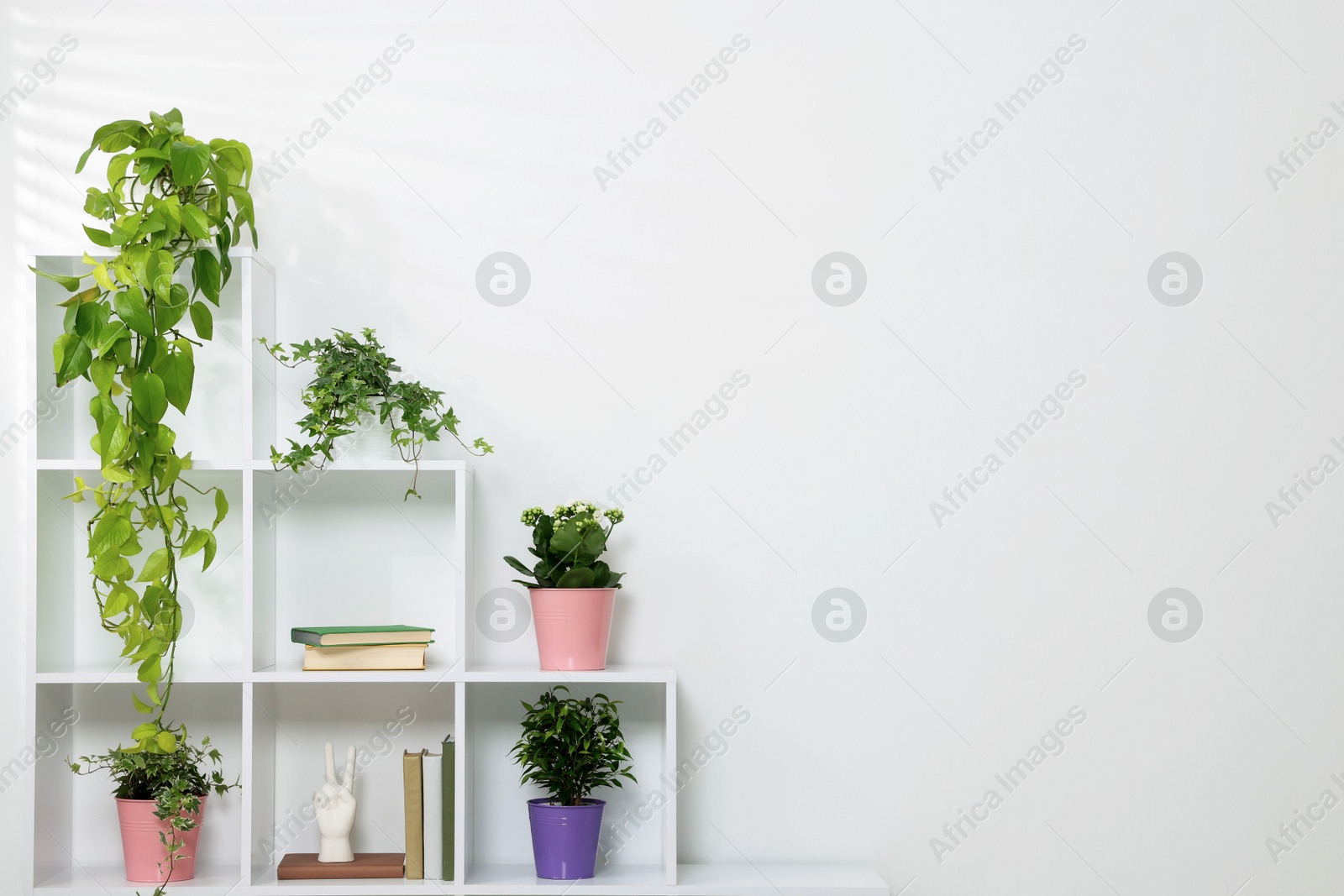 Green potted houseplants and decor on shelves near white wall indoors, space for text Photo of Green potted houseplants and decor on shelves near white wall indoors, space for text