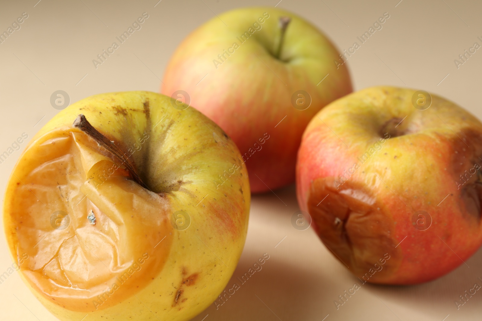 Three rotten apples on beige background, closeup Photo of Three rotten apples on beige background, closeup