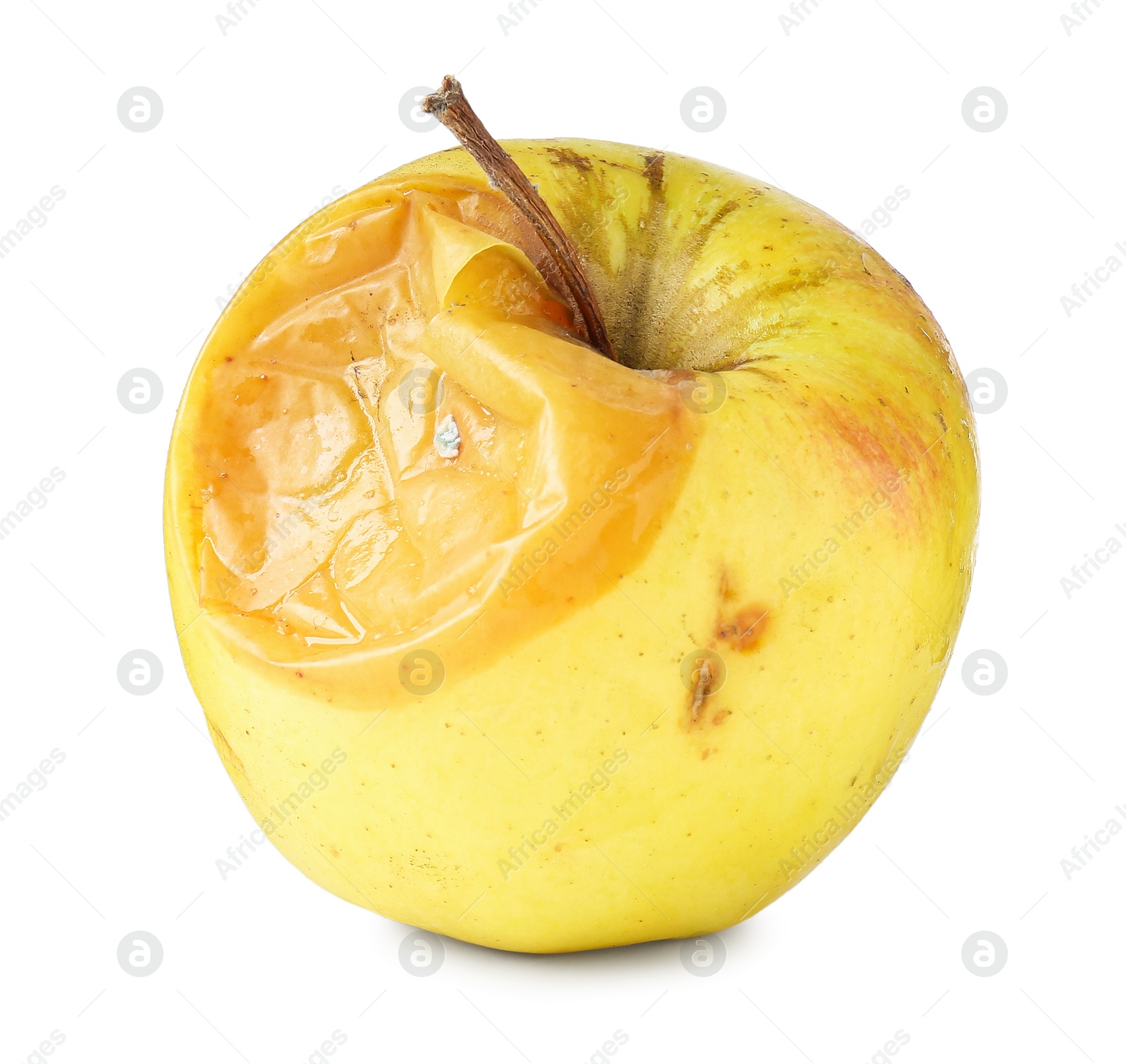One whole rotten apple isolated on white Photo of One whole rotten apple isolated on white