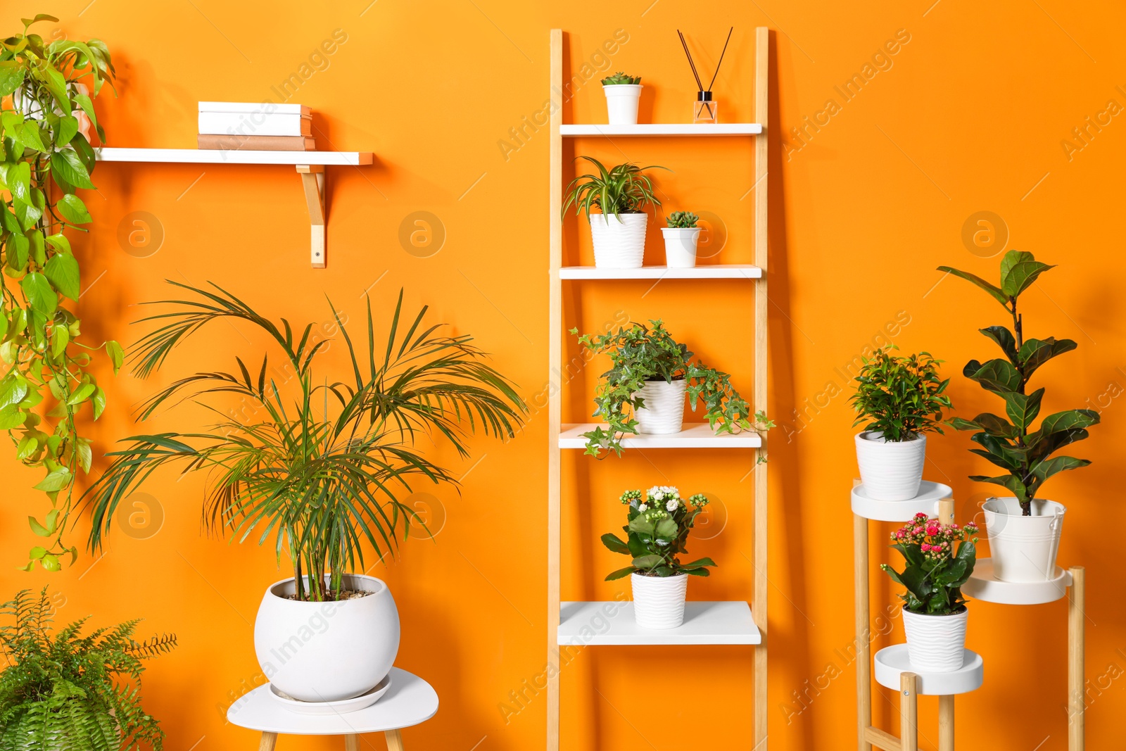 Different beautiful houseplants near orange wall indoors Photo of Different beautiful houseplants near orange wall indoors