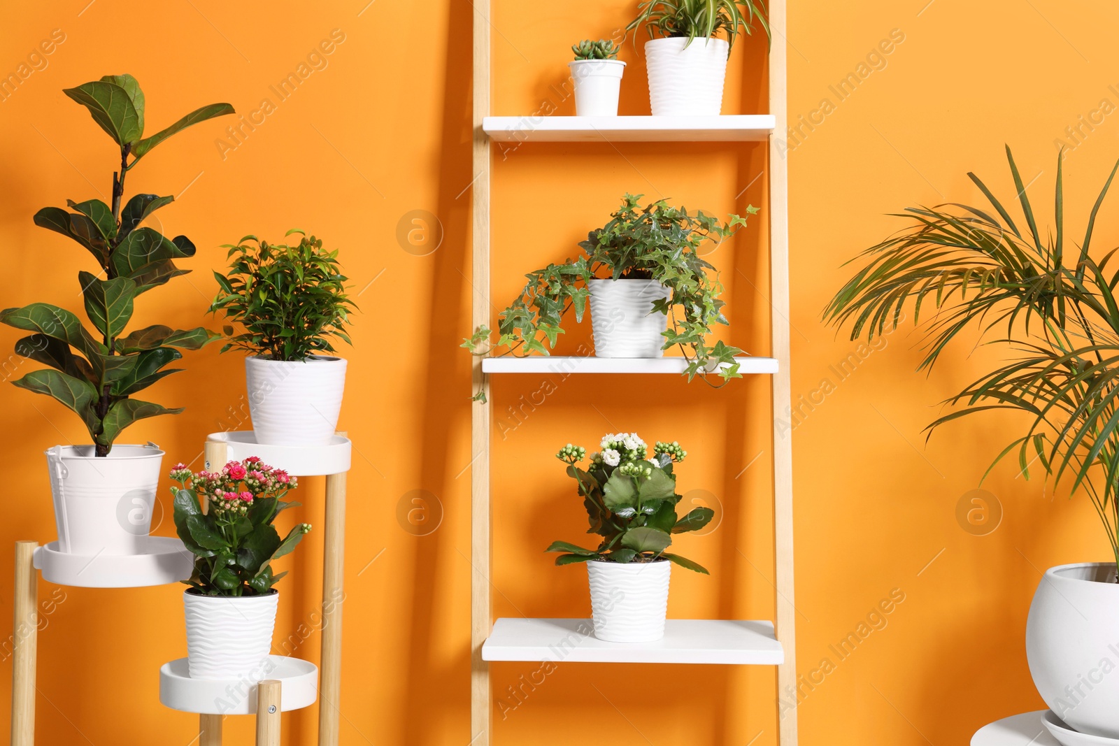 Different beautiful houseplants near orange wall indoors Photo of Different beautiful houseplants near orange wall indoors