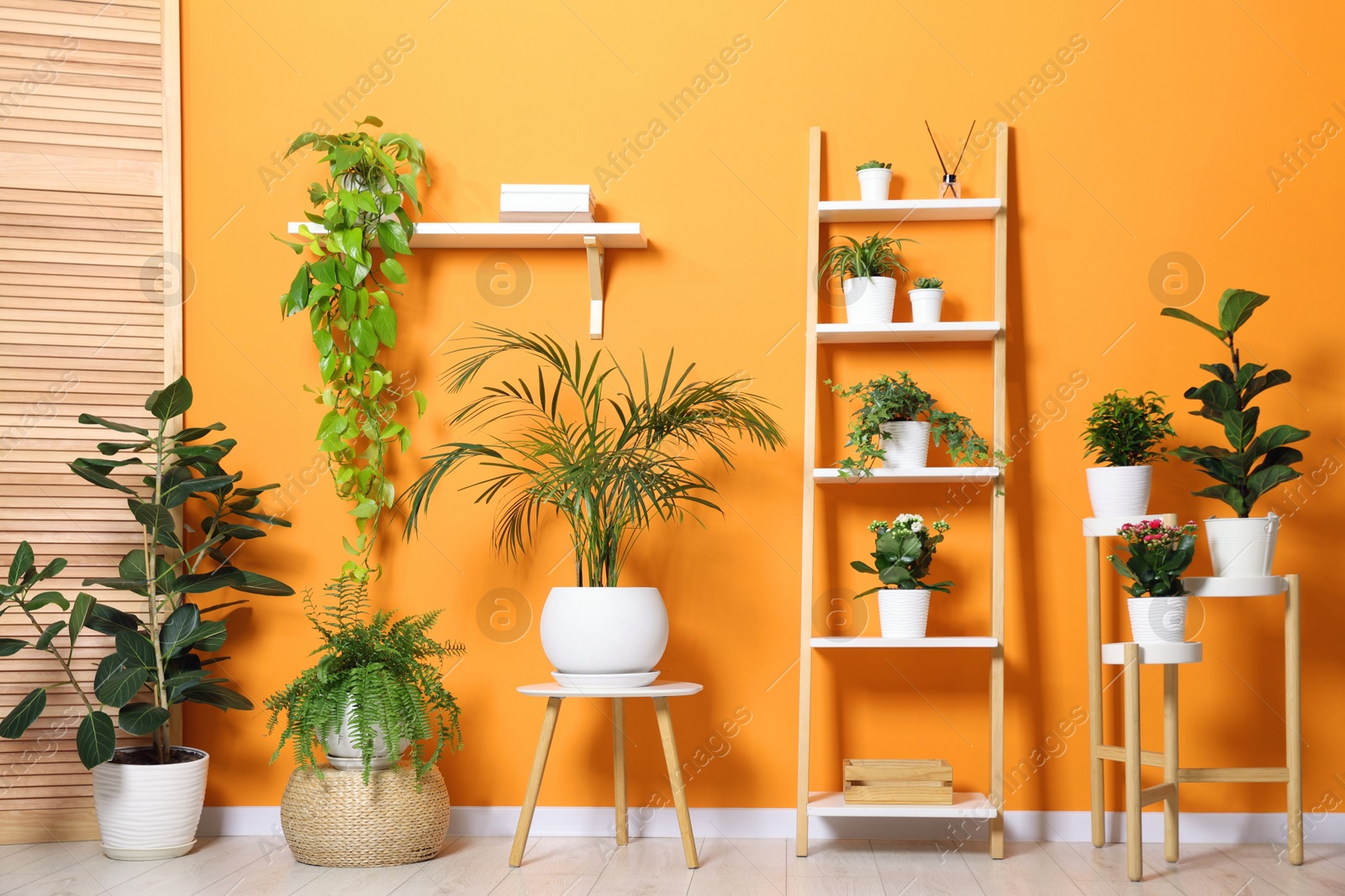 Different beautiful houseplants near orange wall indoors Photo of Different beautiful houseplants near orange wall indoors