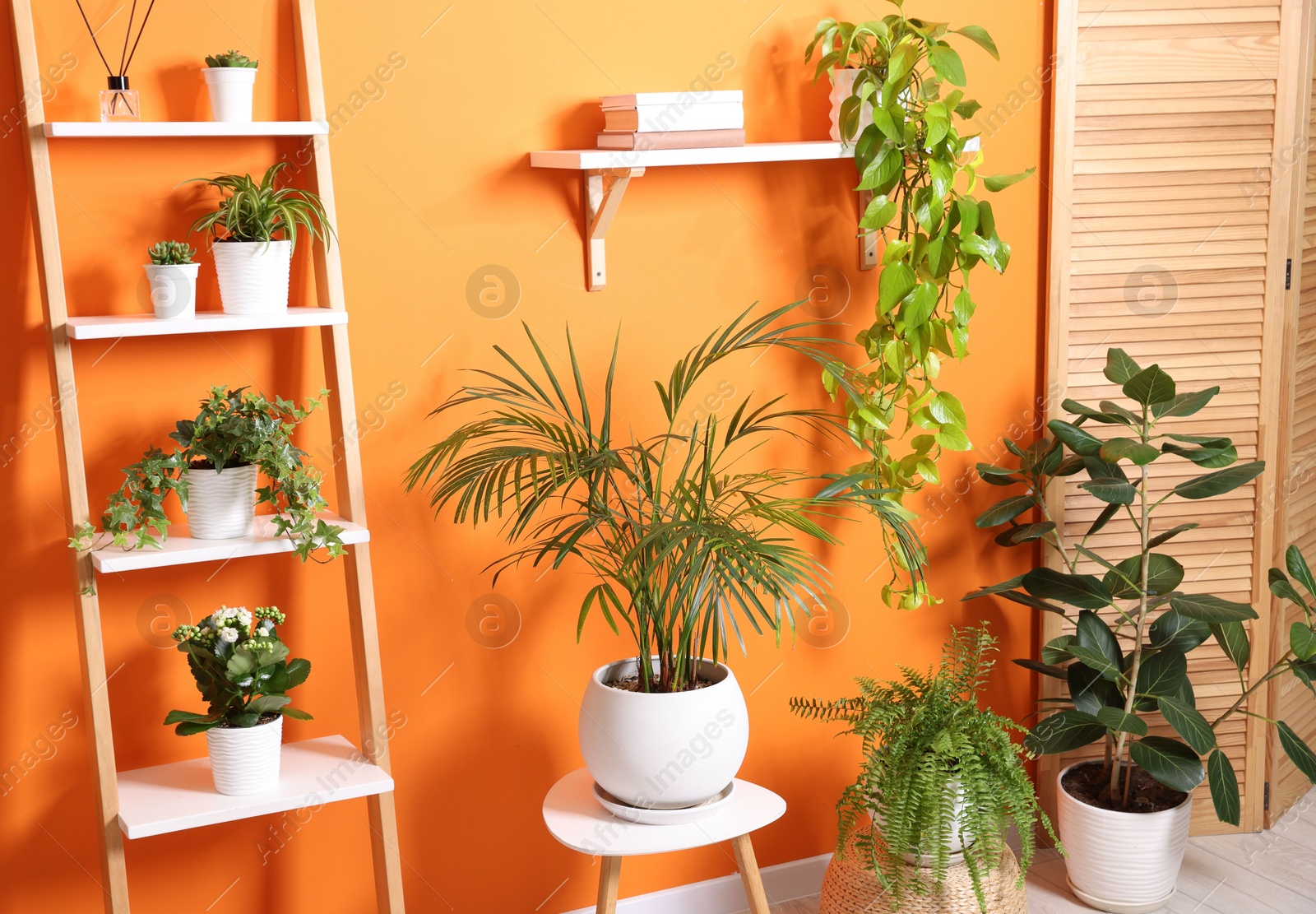 Different beautiful houseplants near orange wall indoors Photo of Different beautiful houseplants near orange wall indoors