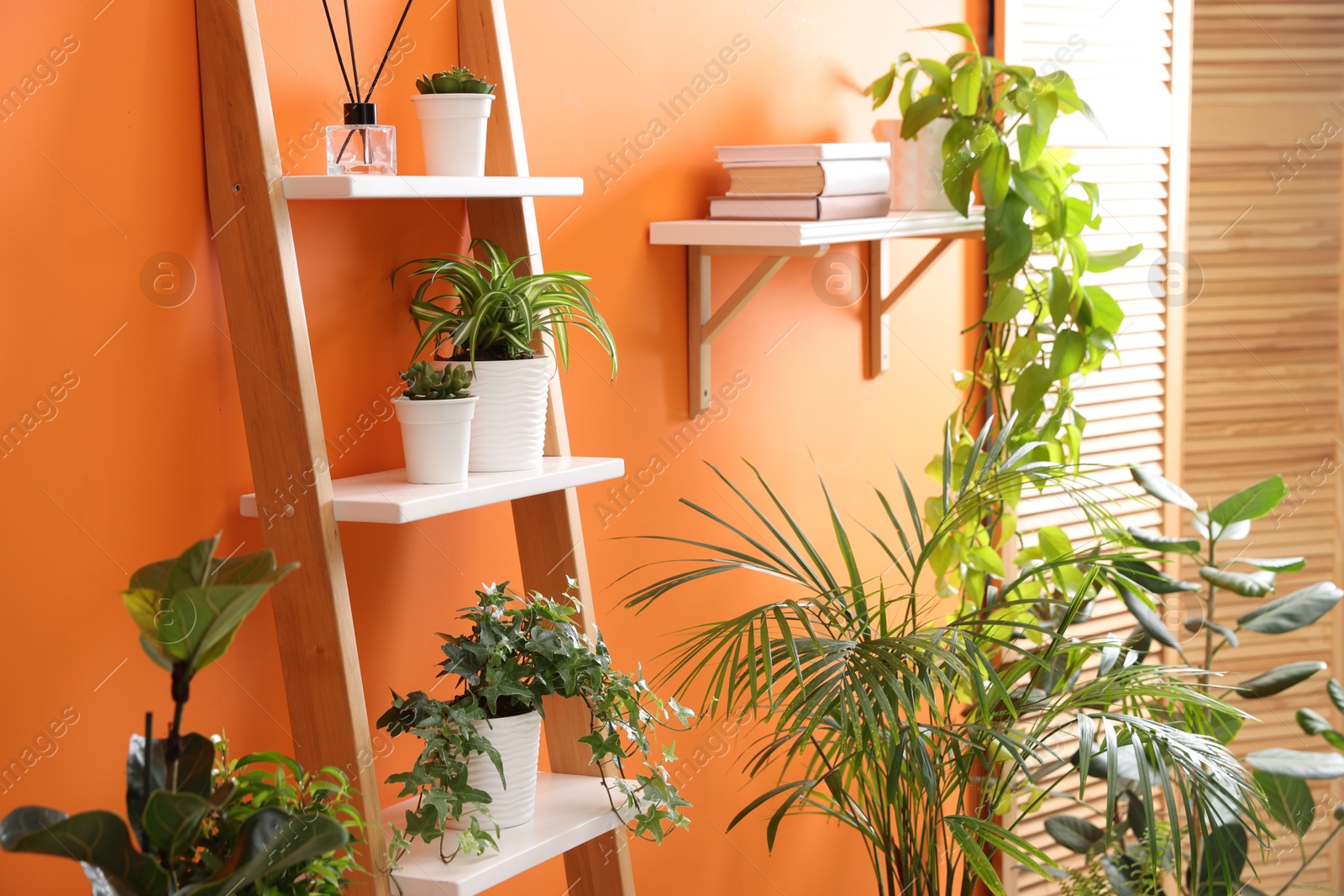 Different beautiful houseplants near orange wall indoors Photo of Different beautiful houseplants near orange wall indoors