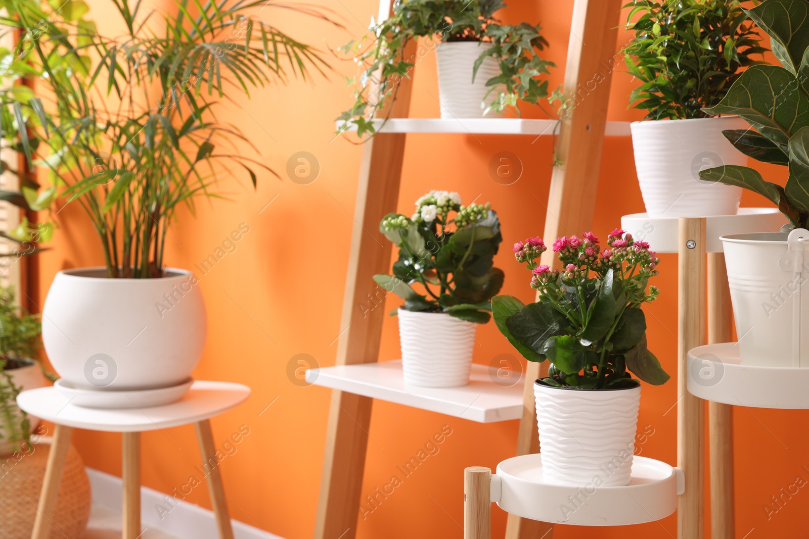 Different beautiful houseplants near orange wall indoors Photo of Different beautiful houseplants near orange wall indoors