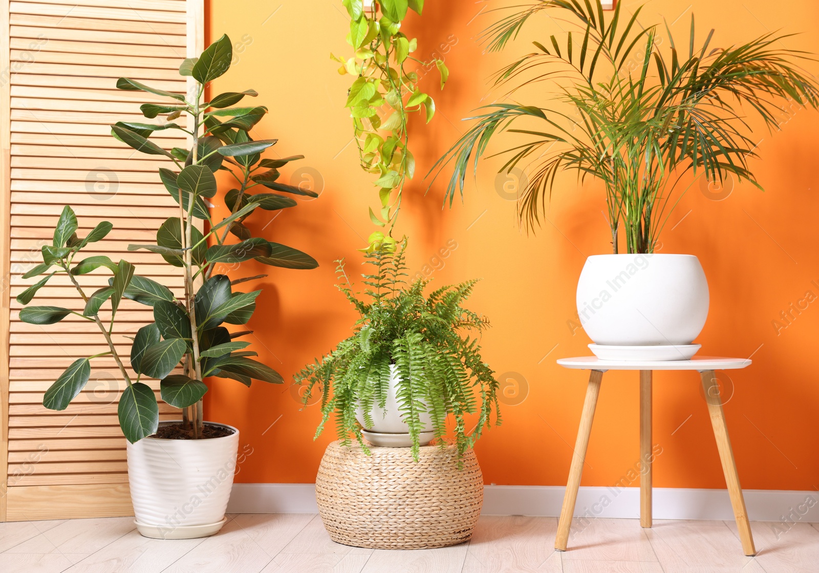 Different beautiful houseplants near orange wall indoors Photo of Different beautiful houseplants near orange wall indoors