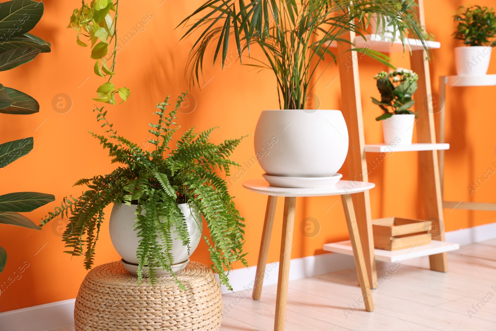 Different beautiful houseplants near orange wall indoors Photo of Different beautiful houseplants near orange wall indoors